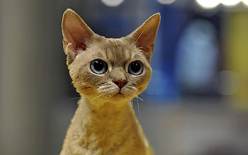 Animals, Glare, Shine, Light, Cat, Muzzle, Wool HD wallpaper
