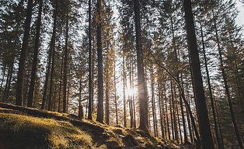 Pine, Nature, Trees, Sun, Forest, Sunlight HD wallpaper