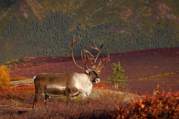 Denali National Park, Caribou HD wallpaper