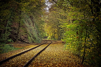 Scenic autumn railway tracks surrounded by vibrant fall foliage in a serene forest setting. HD wallpaper