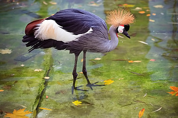 Animals, Water, Feather, Heron, Crane, Stork HD wallpaper