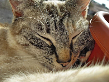 sleeping cat, cute, cat, pet, sleeping HD wallpaper