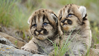 Baby Animal, , Beautiful , Funny animals HD wallpaper