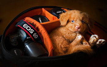 :), orange, caine, animal, dog, puppy, black, cute HD wallpaper