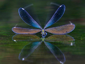 Amazing , cool, amazing, graphy HD wallpaper