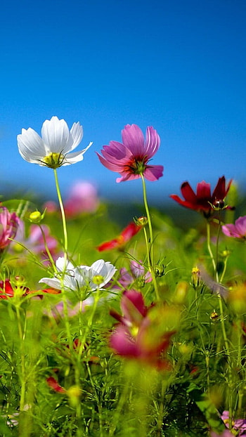 Cute Summer, Summer, Nature Background HD phone wallpaper