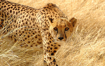 Animals, Grass, Cheetah, Sight, Opinion, Hunting, Hunt, Attentive HD wallpaper