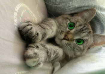 sweet Sleepyhead , animal, Sweet, Sleepyhead, Cat, Cutie HD wallpaper