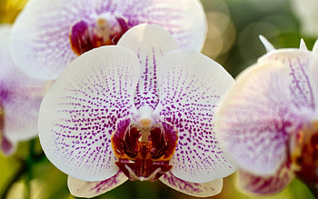 Macro, Branch, Orchid, Phalaenopsis, Speckled, In A Speck HD wallpaper