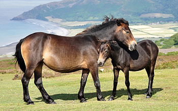 Animals, Grass, Mountains, Horses, Couple, Pair HD wallpaper