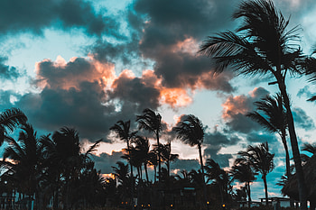 Nature, Clouds, Palms, Tropics, Wind, Punta Cana, Dominican Republic HD wallpaper