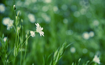 Grass, Background, Flower, Macro, Glare, Polyana, Glade HD wallpaper