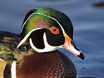 Male_Wood_Duck, animal, colored, duck, head, male HD wallpaper