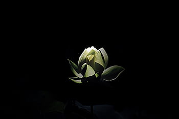 A serene lotus flower in partial bloom illuminated on a dark backdrop, conveying elegance and serenity. HD wallpaper