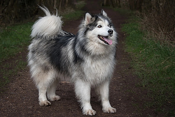 Alaskan malamute husky, Dog breed discount, 59% off, Sledding companion HD wallpaper