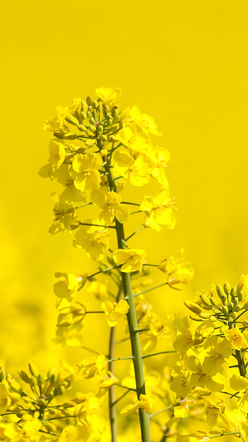 A Yellow, Yellow Plants, Flowers HD phone wallpaper