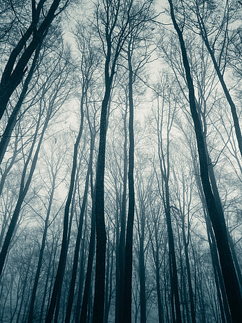 Nature, Trees, Forest, Fog, Haze HD phone wallpaper