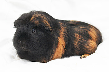 Animals, Fluffy, Guinea Pig, Rodent HD wallpaper