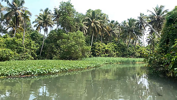 Trivandrum Backwaters, pine tree, India, Kerala, graphy, water HD wallpaper