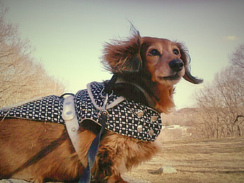 Pearlygirl, dog, cute, hotdog, dachshund HD wallpaper