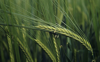 Grass, Macro, Ears, Spikes, Wind, Bend HD wallpaper