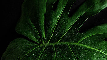 Monstera deliciosa close up, Lush green backdrop HD wallpaper