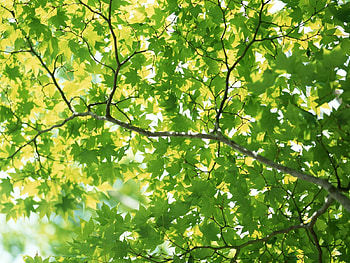 May green, sunshine, green, branches, spring, tree HD wallpaper