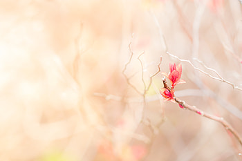 Flowers, Leaves, Pink, Branch, Tender HD wallpaper