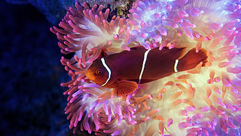 Sea anemone delight, Stunning , Underwater elegance, beauty HD wallpaper