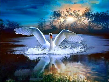 Water dance, wings, splash, shore, clouds, sky, swan, pink sky, water, sunset HD wallpaper