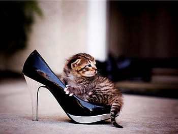 kitty, animal, size, funny, shoe HD wallpaper