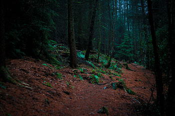 Nature, Trees, Forest, Moss HD wallpaper