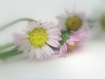 Fancy, pink, white, reflection, daisy, flower, nature HD wallpaper