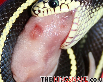 Striped Californian KingSnake Feeding on a Pinky, snake, reptile, kingsnake HD wallpaper