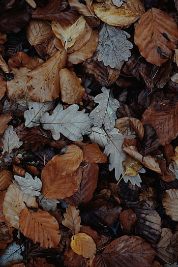 A captivating array of autumn leaves creating a colorful forest carpet. HD phone wallpaper
