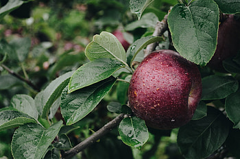 Food, Apple, Drops, Branch HD wallpaper