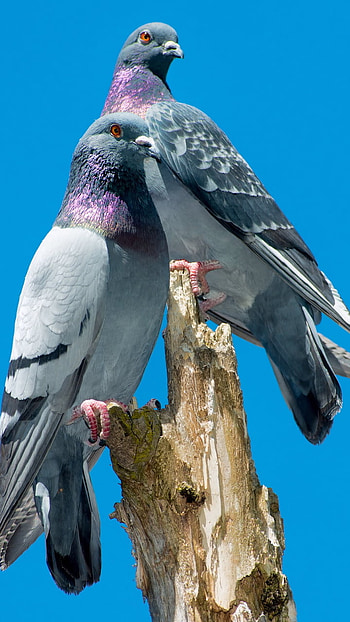 The Pigeon Roost, Animal HD phone wallpaper