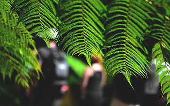 Fern, nature, flower, green HD wallpaper
