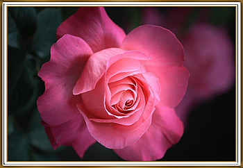 STUNNING ROSE, FLOWER, PRETTY, NATURE HD wallpaper