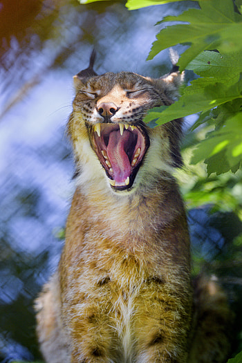 Animals, Iris, Big Cat, Fangs, To Fall, Mouth, Tongue, Language HD phone wallpaper