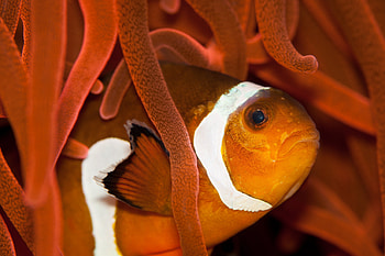 Various clownfish, collection, Stunning marine beauty, Underwater wonder HD wallpaper