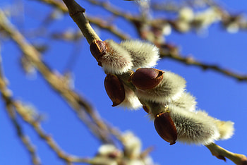Nature, Branch, Spring, Pussy Willow, Verba HD wallpaper
