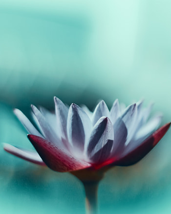 Flower, Macro, Petals, Water Lily HD phone wallpaper