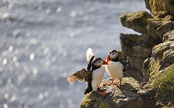 Animals, Birds, Water, Stones, Dead Ends, Deadlocks HD wallpaper