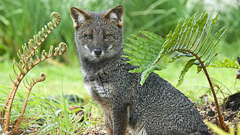 Animals, Grass, Sit, Gray Fox, Grey Fox HD wallpaper