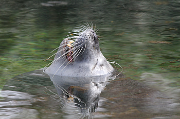 Animals, Water, Muzzle, Fur Seal HD wallpaper
