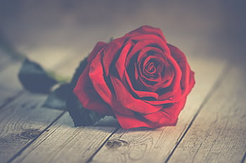 Close-up of a vibrant red rose on rustic wooden planks, symbolizing romance and love. HD wallpaper