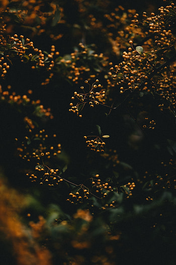 Berries, Plant, Macro, Branches HD phone wallpaper