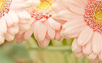 Flowers, Pink, Macro, Petals, Beautiful Flowers HD wallpaper