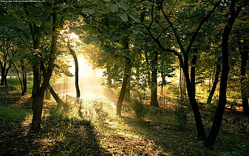 Landscape, Trees HD wallpaper